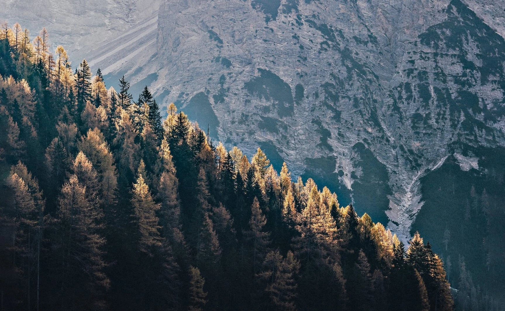 Solbelyst skog vid bergssida som symboliserar hållbart kaffe och omtanke om naturen