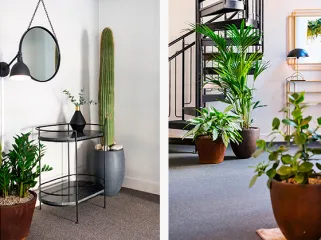 Växter i kontorsmiljö som bidrar till trivsel, välmående och modern design