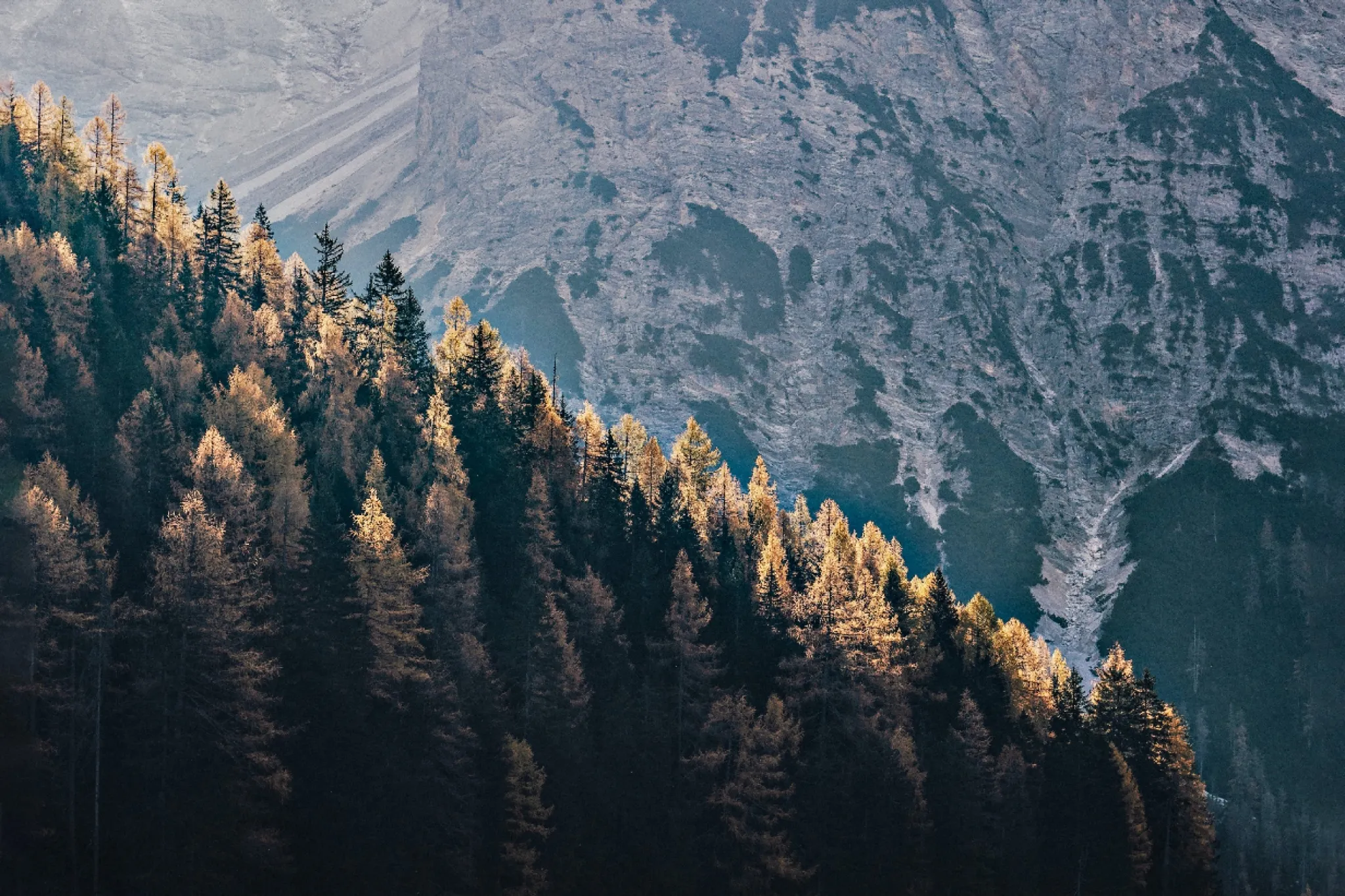 Solbelysta träd i en bergig skogsmiljö som symboliserar natur och hållbarhet